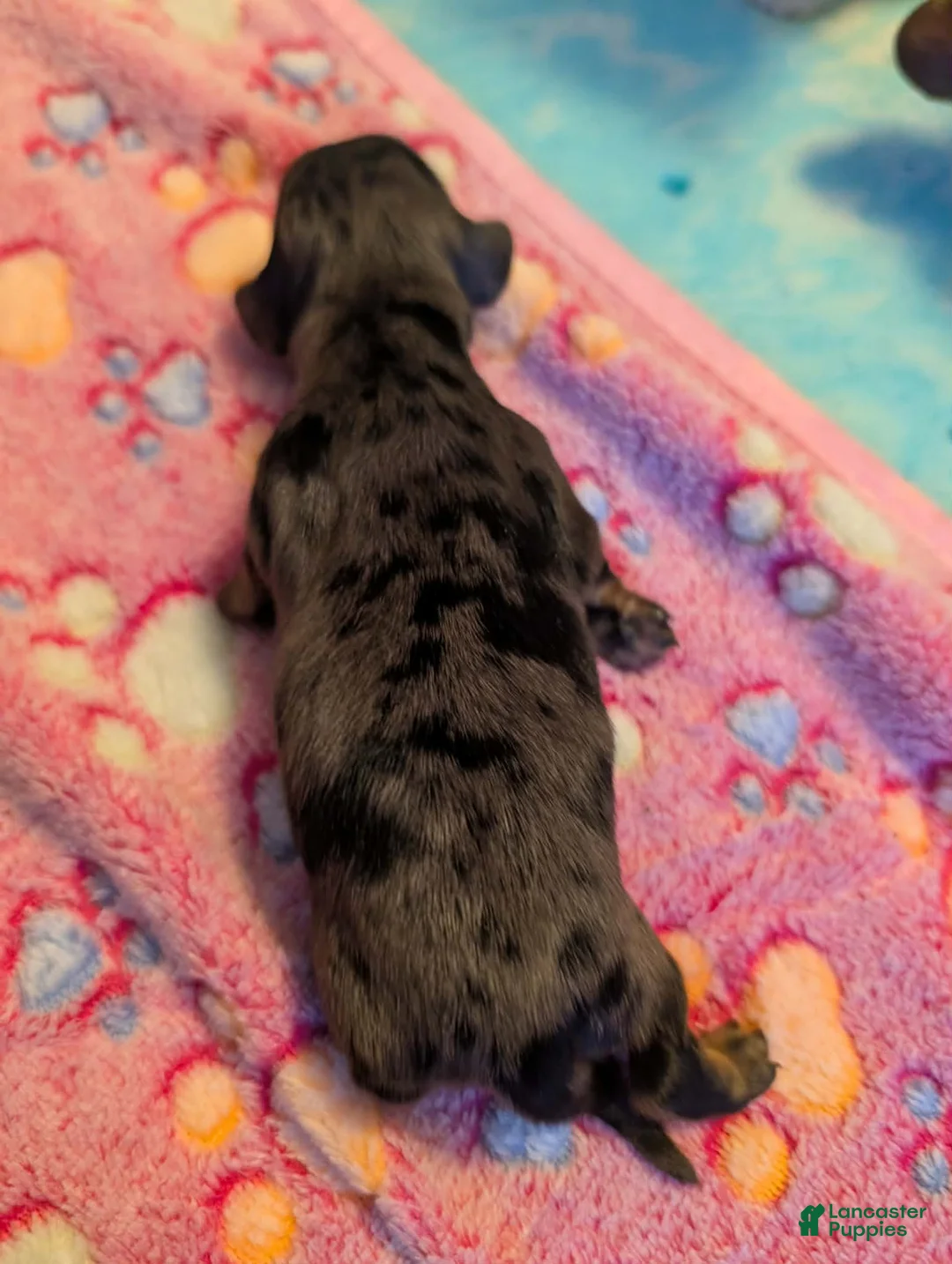 Miniature Dachshund dogs for sale: Long haired dapple girl - Ad 1