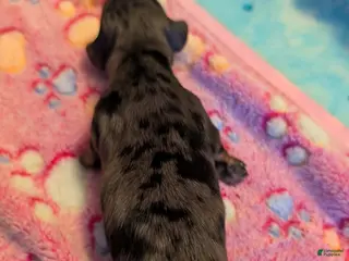 Miniature Dachshund dogs Long haired dapple girl - Ad 14
