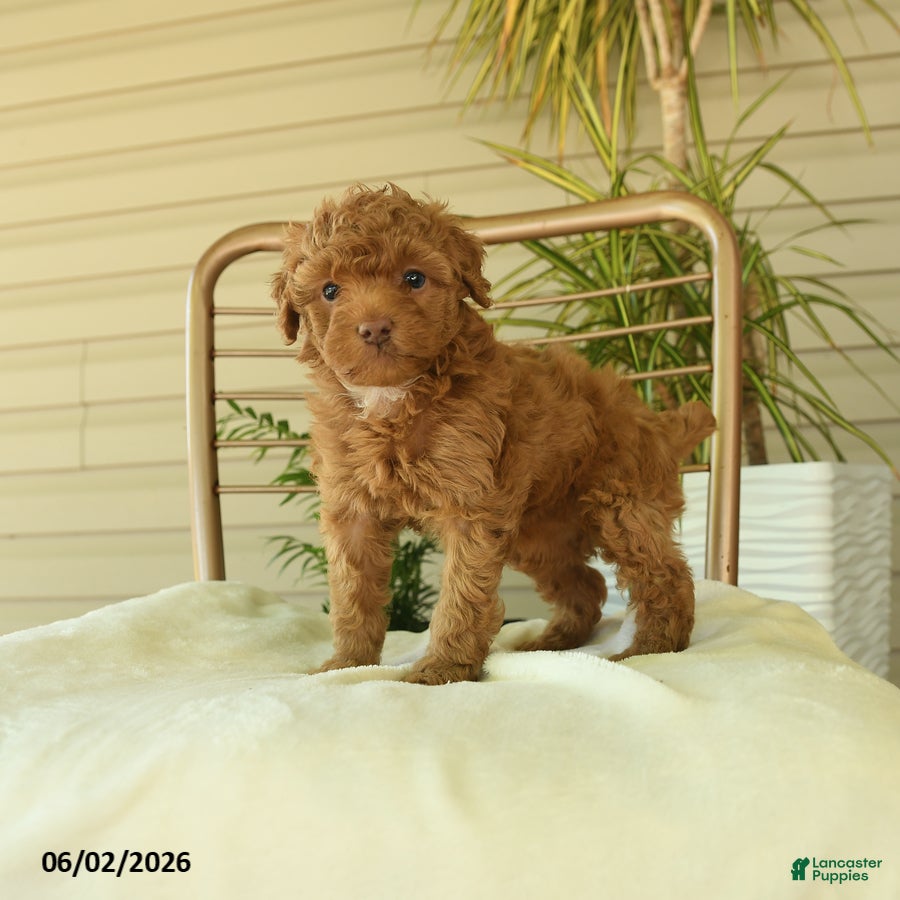 Miniature Poodle dogs for sale: Mocha - Ad 3