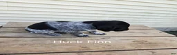 German Shorthaired Pointer dogs for sale: Huck Finn  - Ad 4