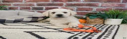 Labrador Retriever dogs for sale: Wilson  - Ad 4