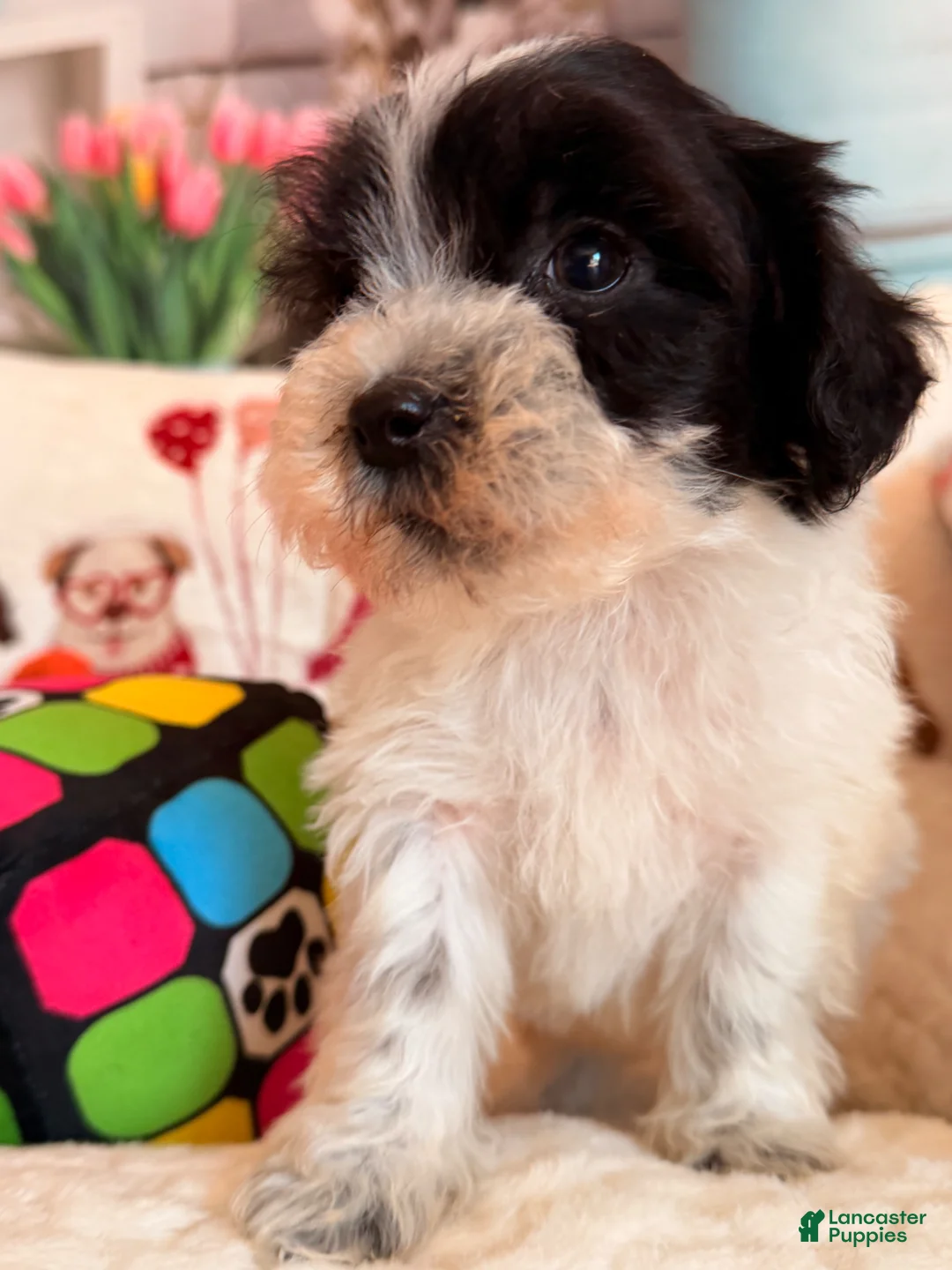 Shihpoo dogs for sale: Frappuccino - Ad 9