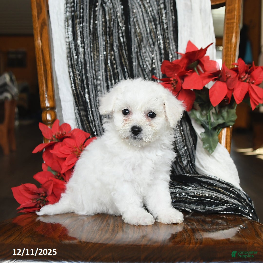 Bichon Frise dogs for sale: Dakota - Ad 4