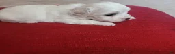 Maltese dogs for sale: Moses - Ad 4