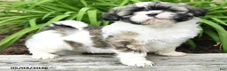 Shih Tzu dogs for sale: Hannah - Ad 5