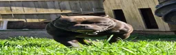 American Bully dogs for sale: Pixie - Ad 29