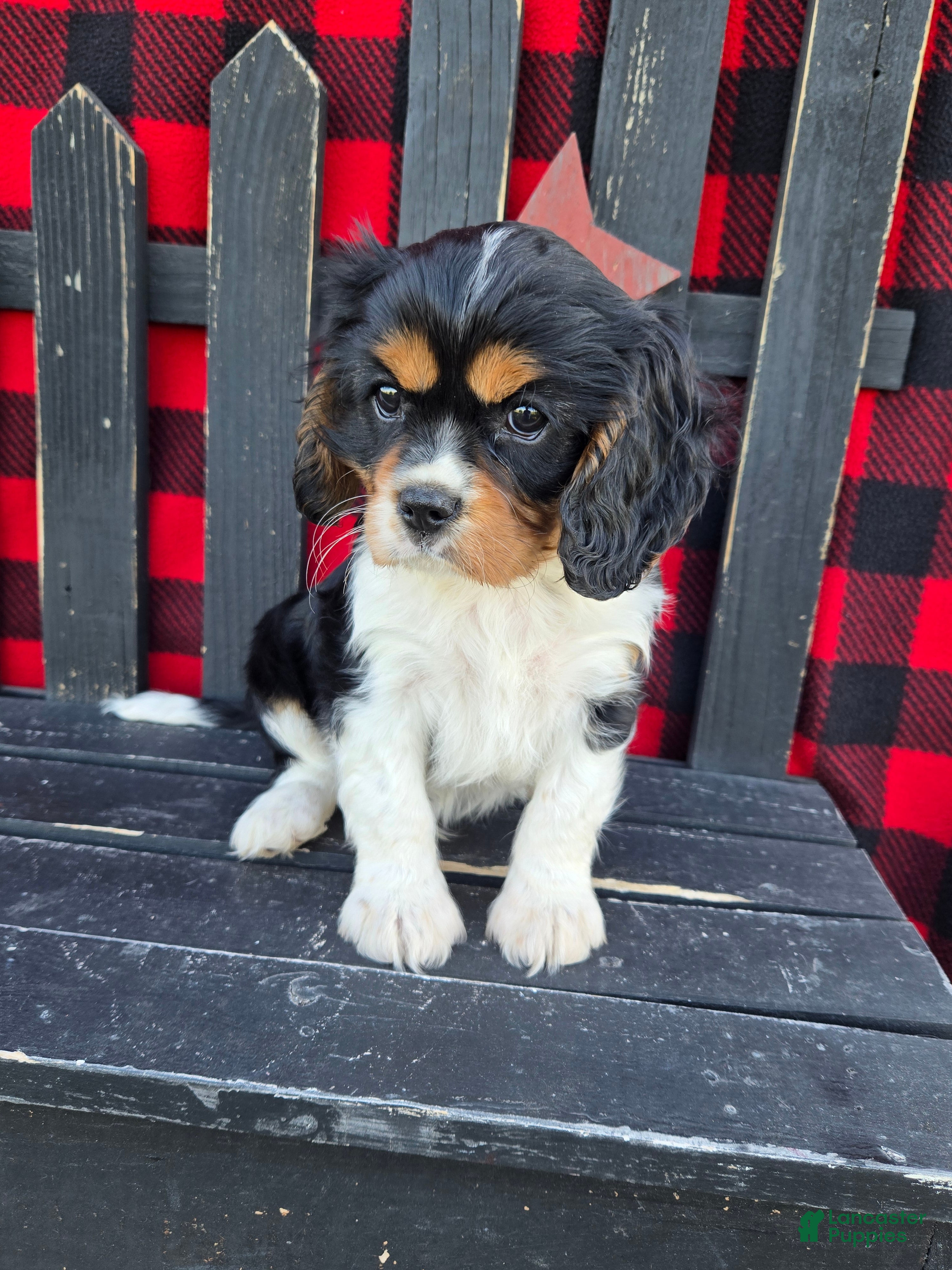 Cavalier King Charles Spaniel dogs Cocoa - Ad 1