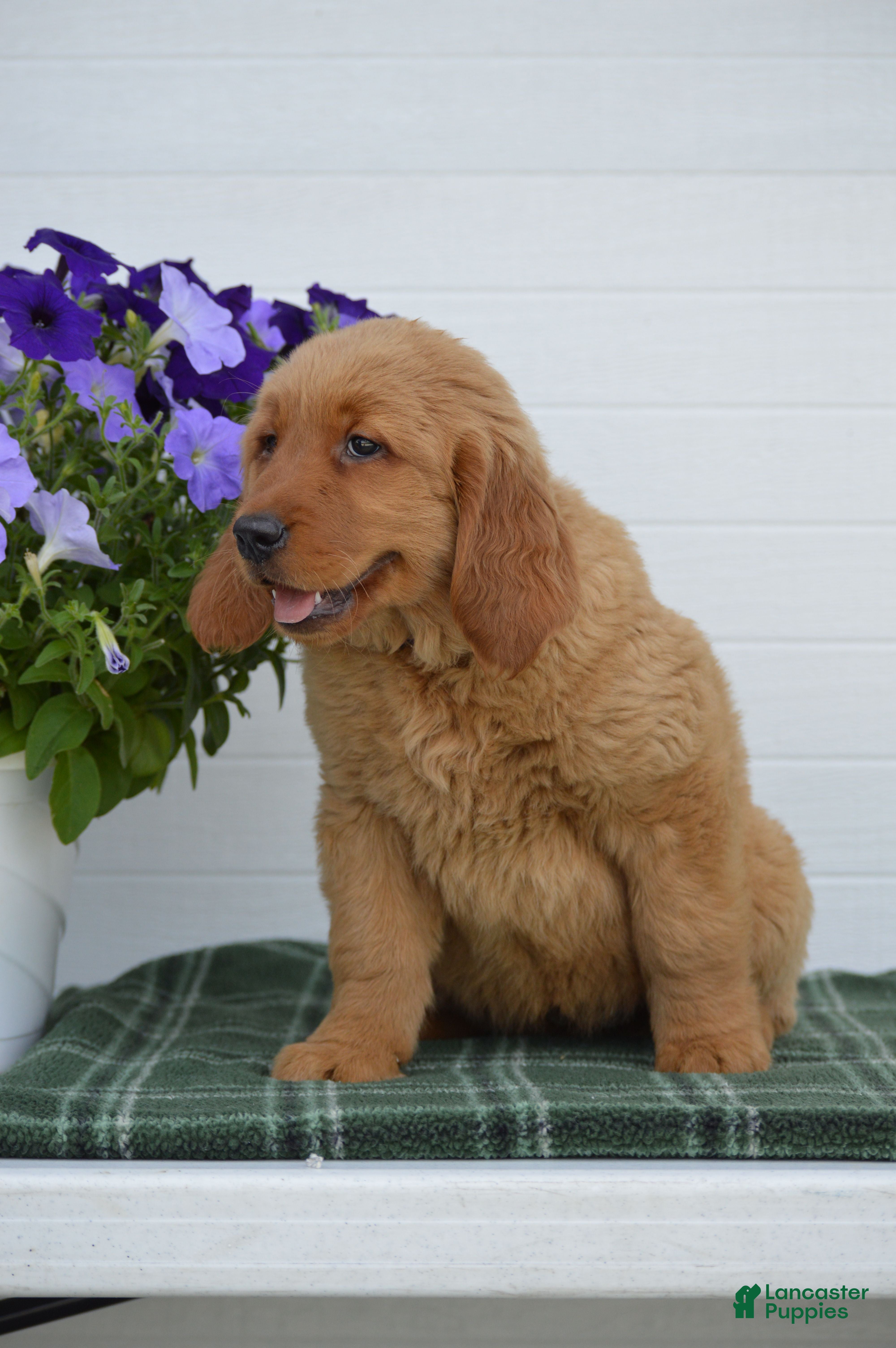 Golden Retriever dogs Daisy - Ad 2