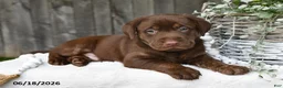 Labrador Retriever dogs for sale: Rusty - Ad 1