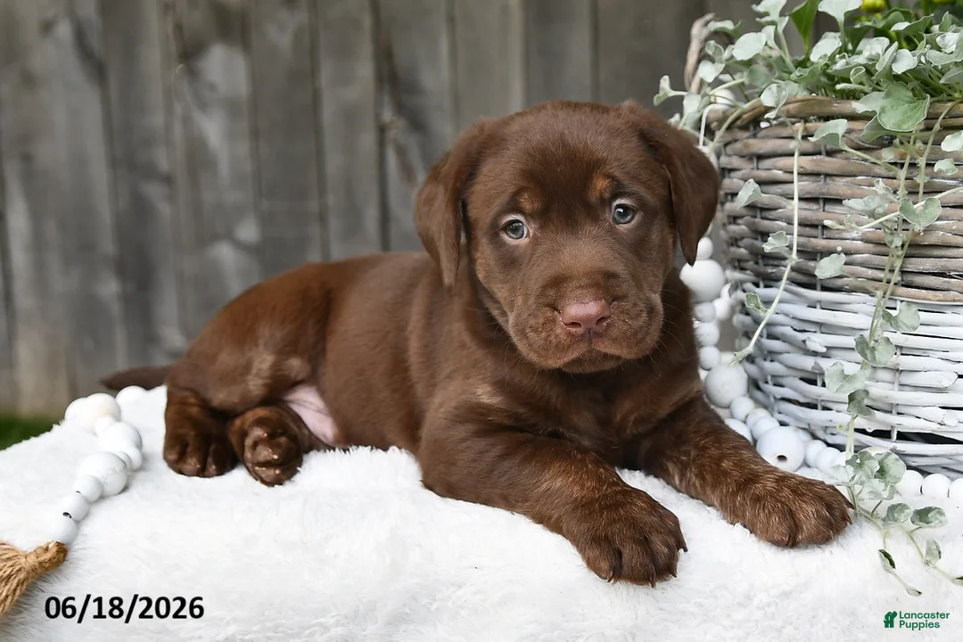 Labrador Retriever dogs for sale: Rusty - Ad 1
