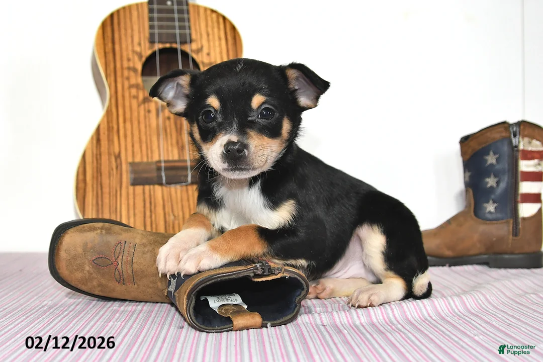 Mixed Breed dogs for sale: Fox - Ad 1