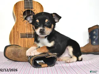 Mixed Breed dogs Fox - Ad 30