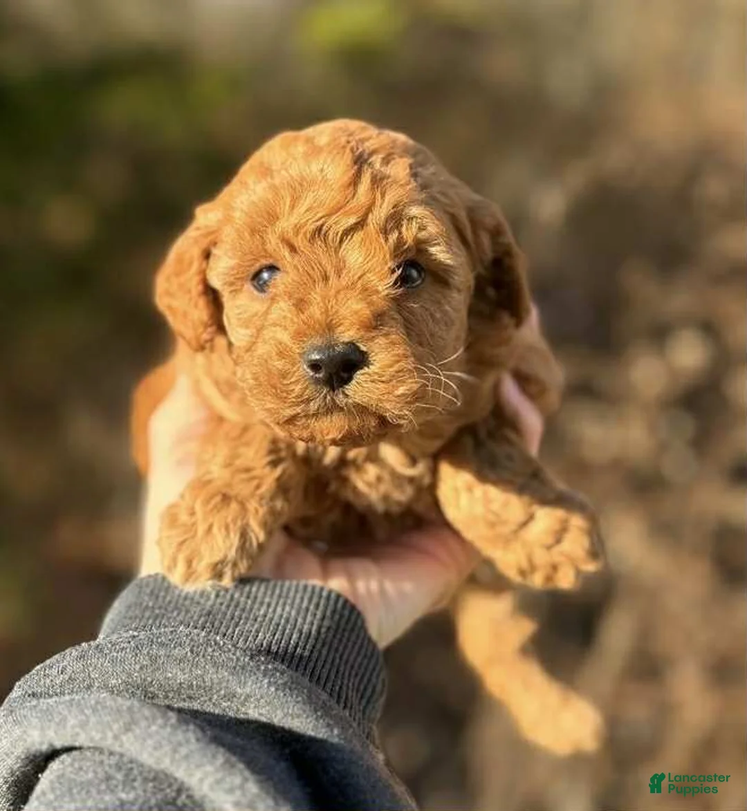 Toy Poodle dogs for sale: Max - Ad 1