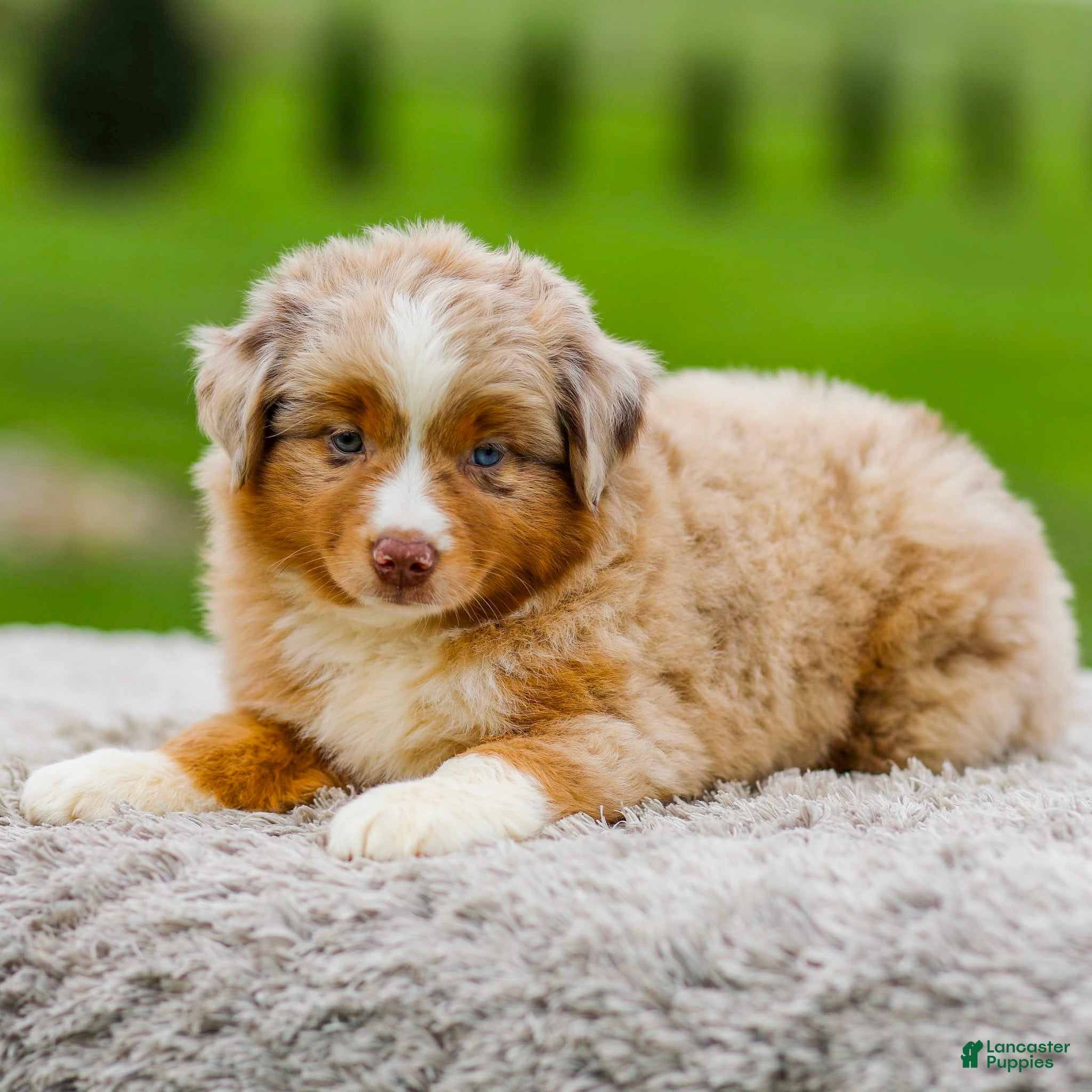 Miniature Australian Shepherd dogs Garret - Ad 1