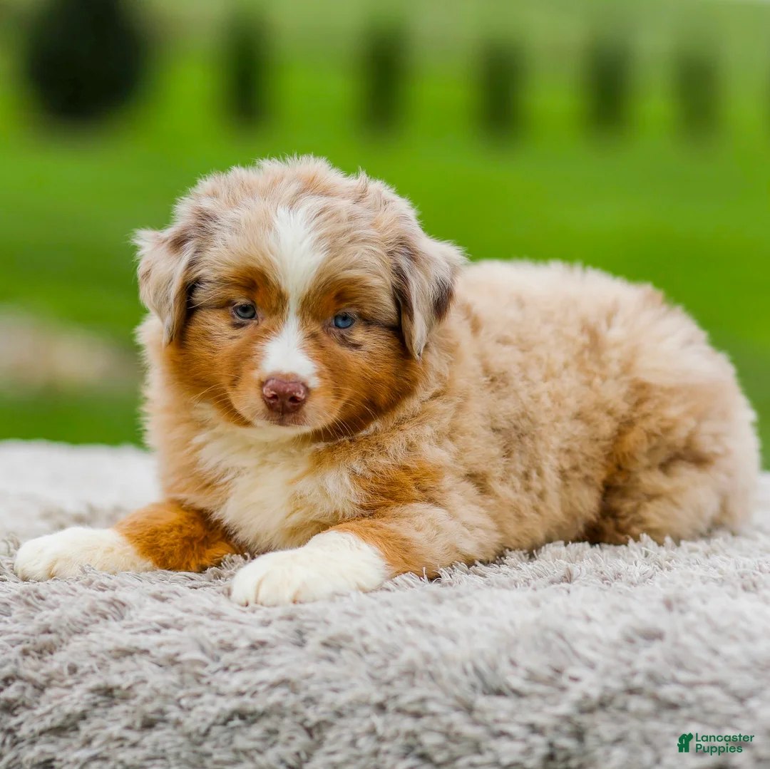 Miniature Australian Shepherd dogs for sale: Garret - Ad 1