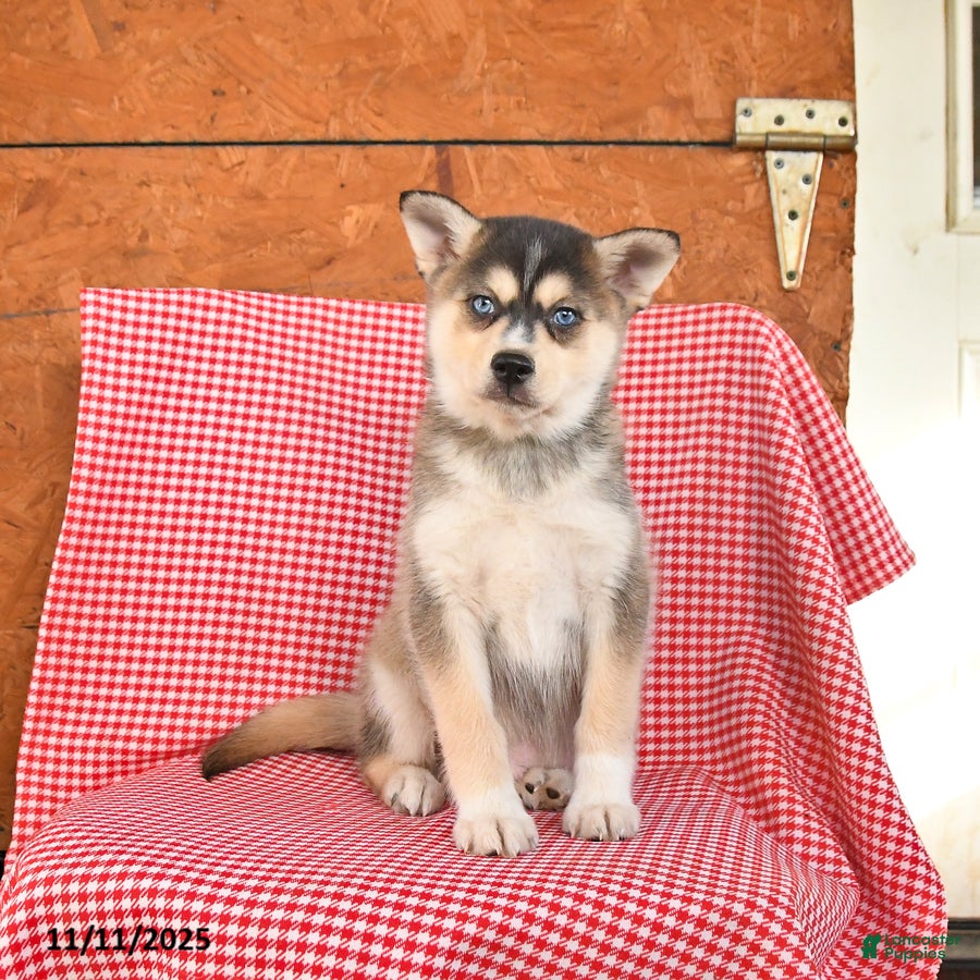 Alaskan Klee Kai dogs Bandit - Ad 13