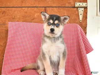 Alaskan Klee Kai dogs Bandit - Ad 1