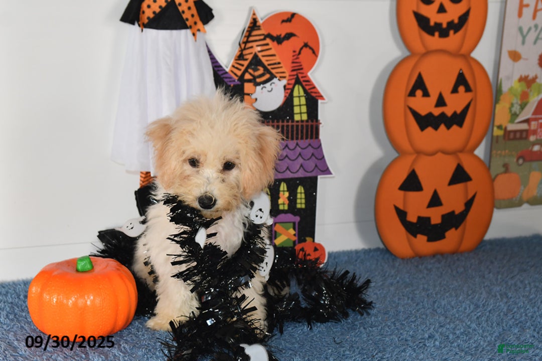 Bichpoo dogs for sale: Cinderella - Ad 14