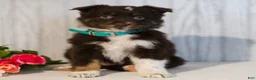 Miniature Australian Shepherd dogs for sale: Crystal  - Ad 3