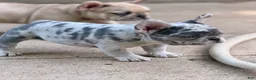 French Bulldog dogs for sale: Sierra - Ad 4