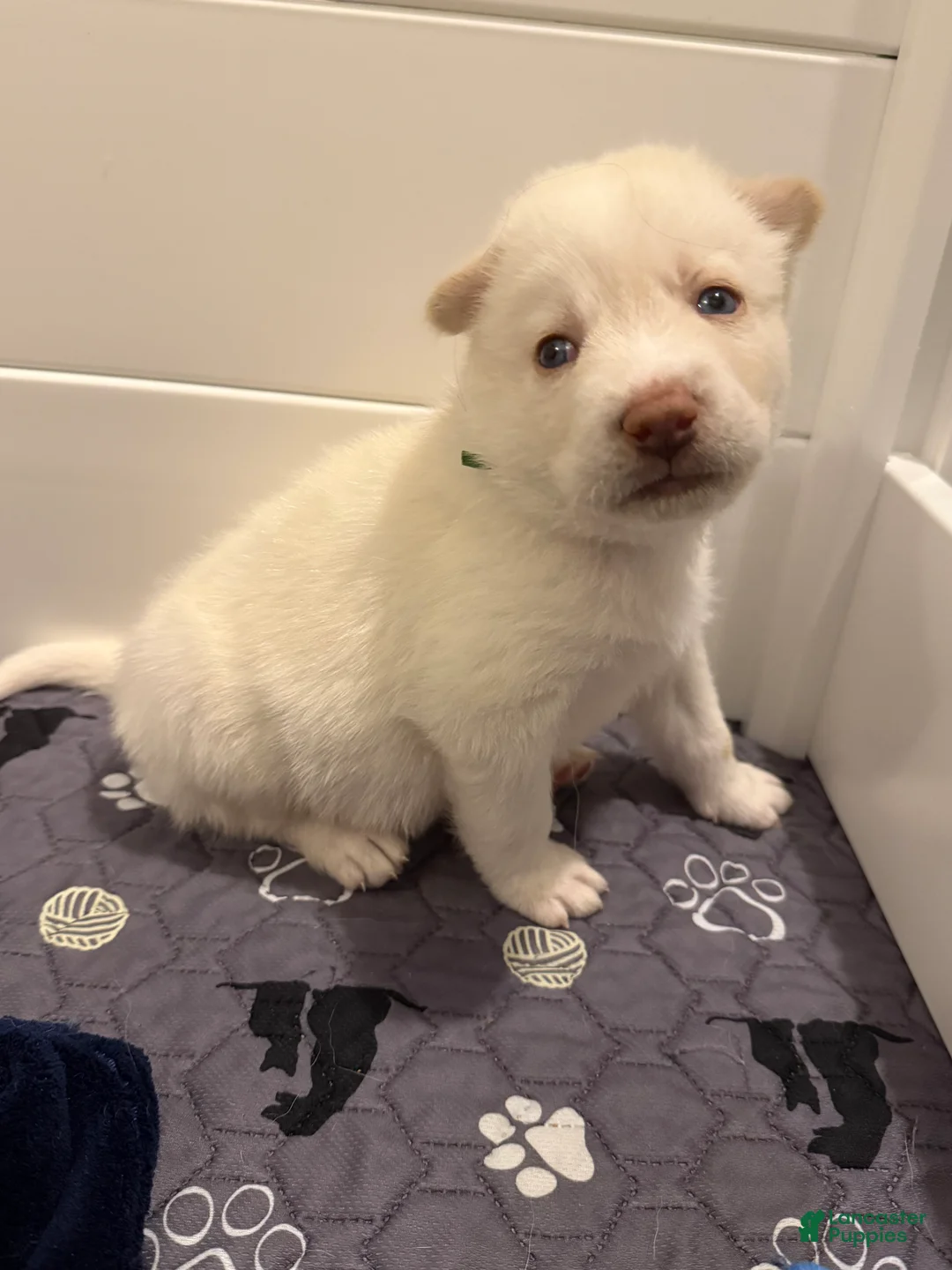 Siberian Husky dogs for sale: Green Collar - Ad 2