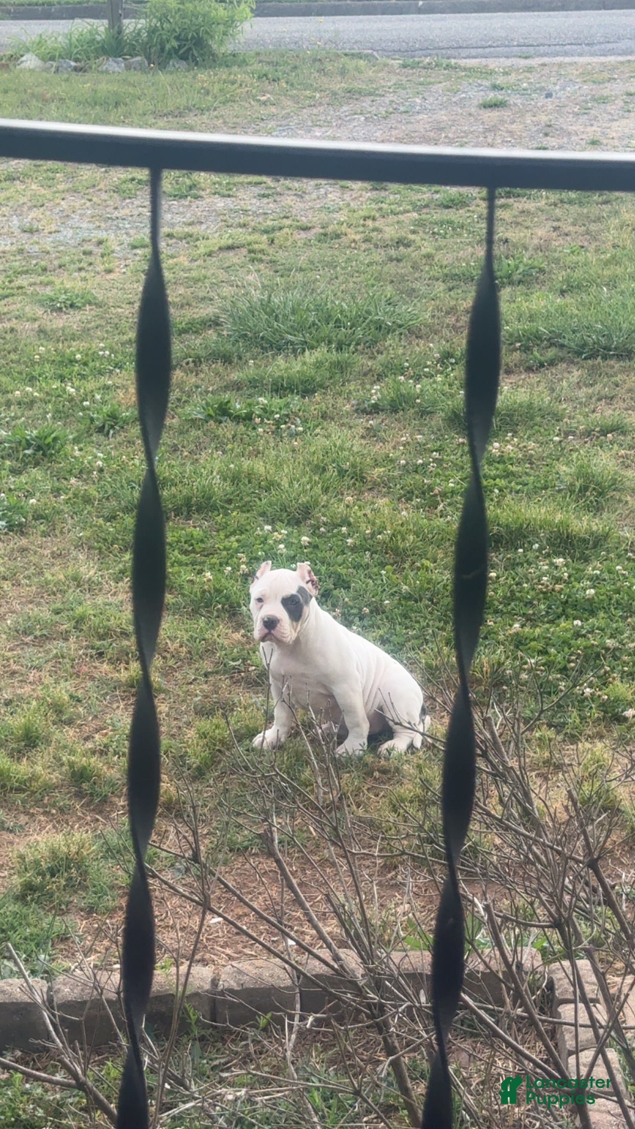 American Bully dogs for sale: American Bully Puppy 1 - Ad 1
