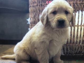 Golden Retriever dogs Finn - Ad 19