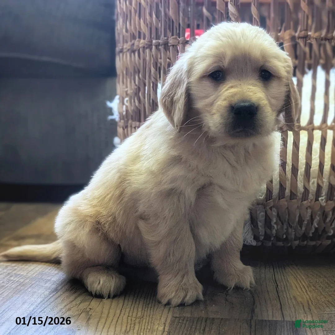 Golden Retriever dogs for sale: Finn - Ad 1