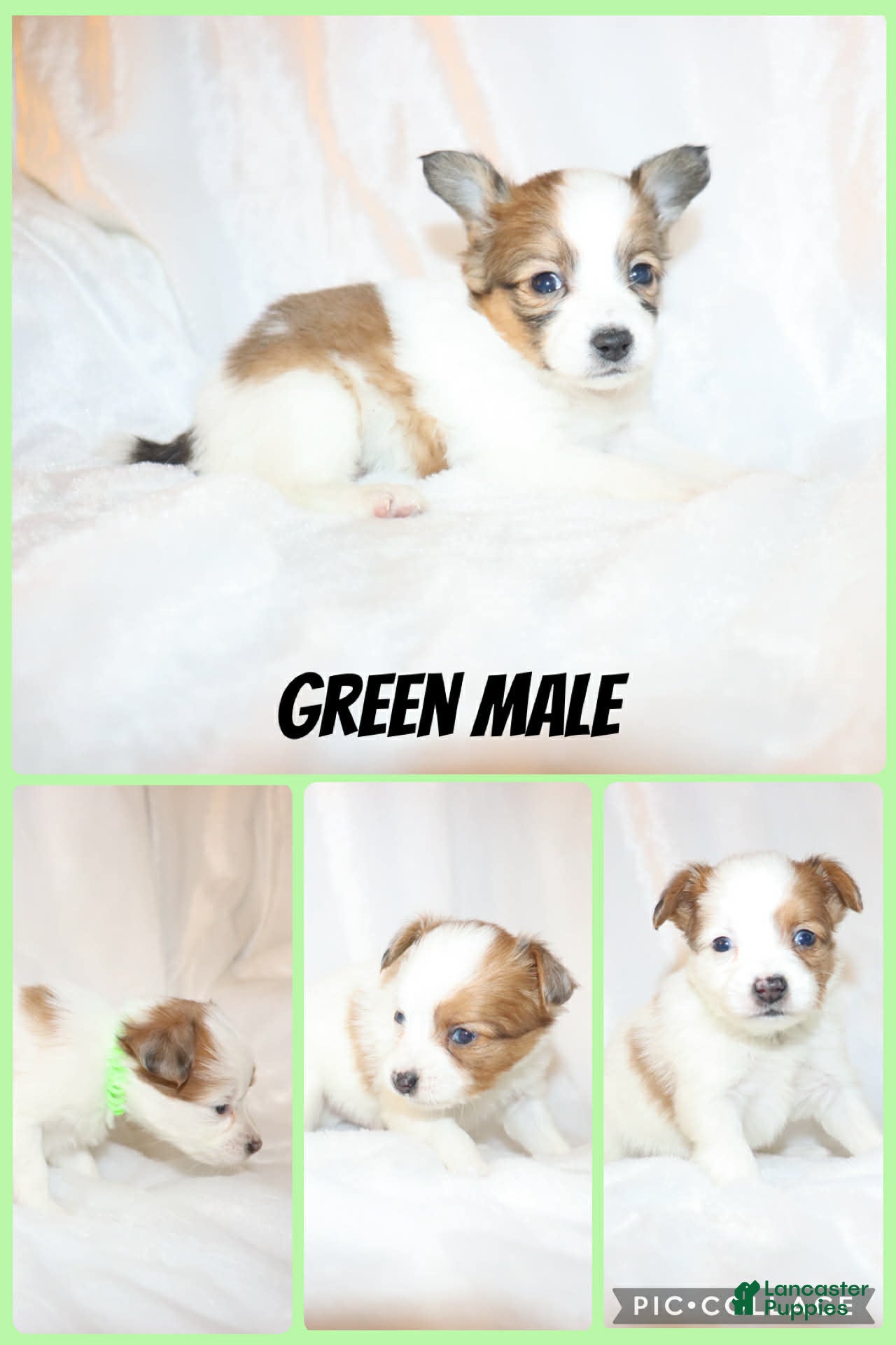 Papillon dogs Green boy - Ad 39