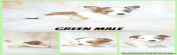Papillon dogs for sale: Green boy - Ad 1