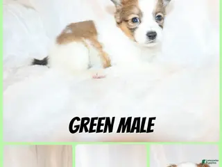 Papillon dogs Green boy(snickers) - Ad 19