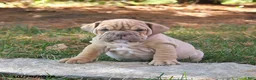 English Bulldog dogs for sale: Flinn - Ad 2