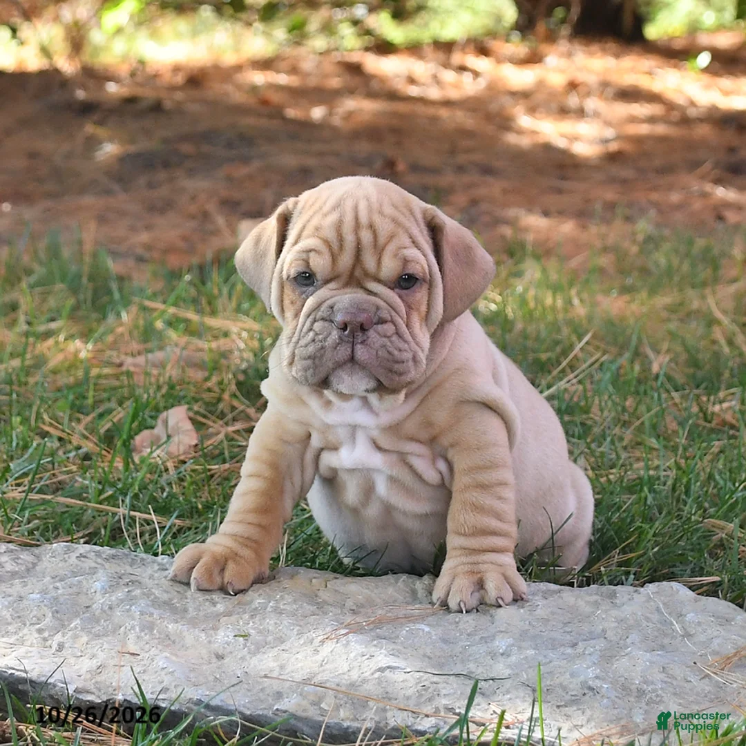English Bulldog dogs for sale: Flinn - Ad 2