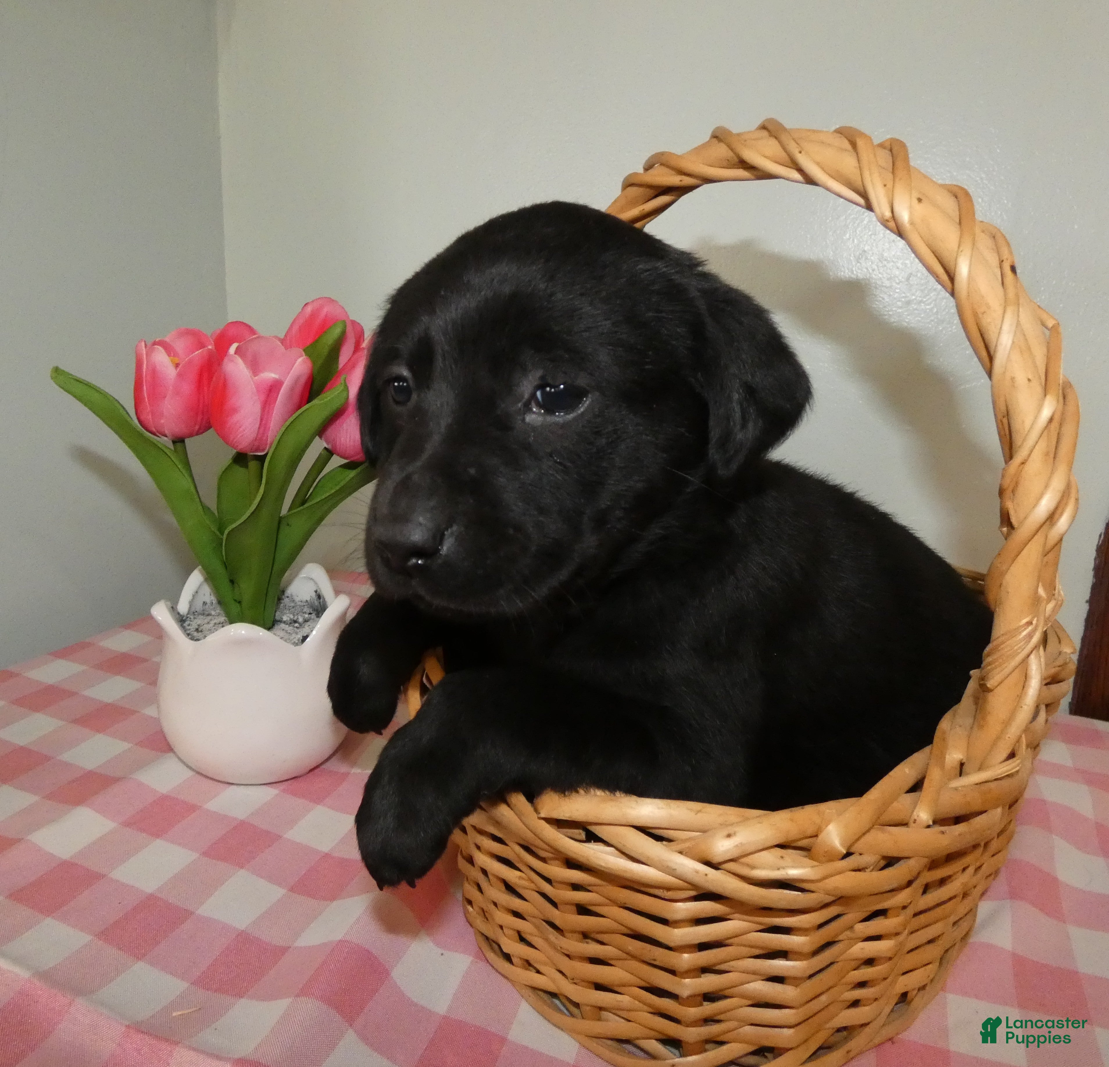 Labrador Retriever dogs Labrador Retriever Puppy 2 Daisey - Ad 2