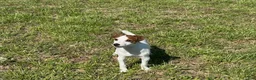 Jack Russell Terrier dogs for sale: Jack Russell Terrier Boy 2 - Ad 3