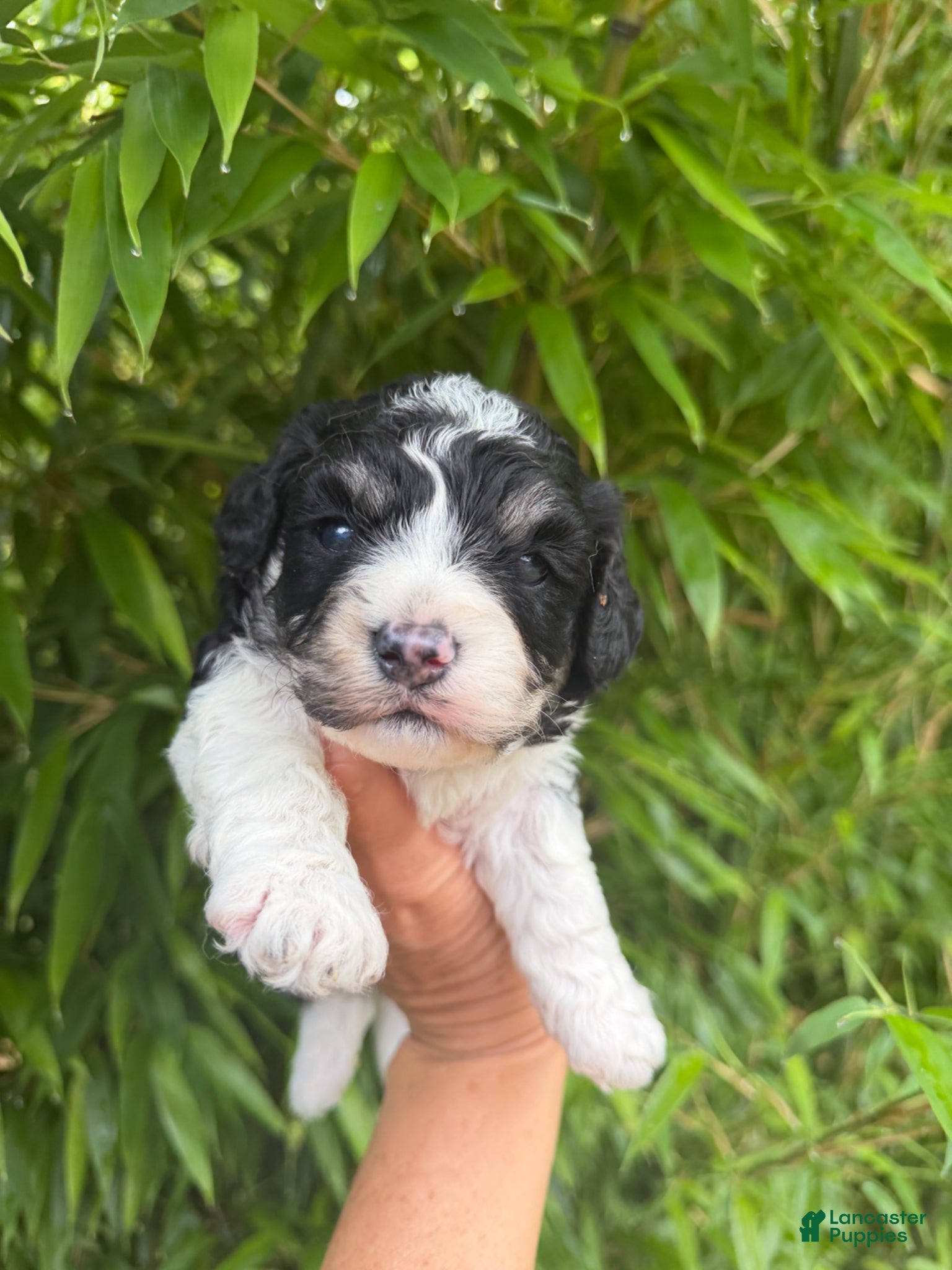 Cavachon dogs for sale: Cavachon Puppy 1 - Ad 1