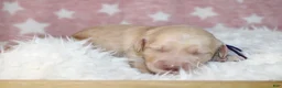 Labradoodle dogs for sale: Hera - Ad 16
