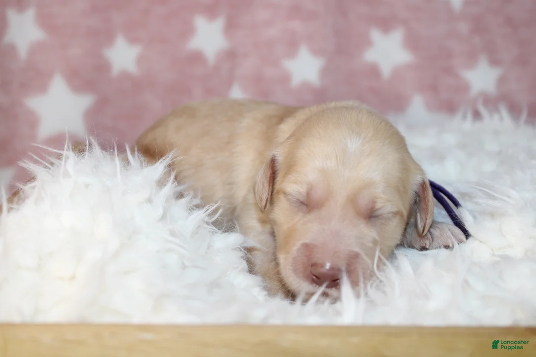 Labradoodle dogs for sale: Hera - Ad 16