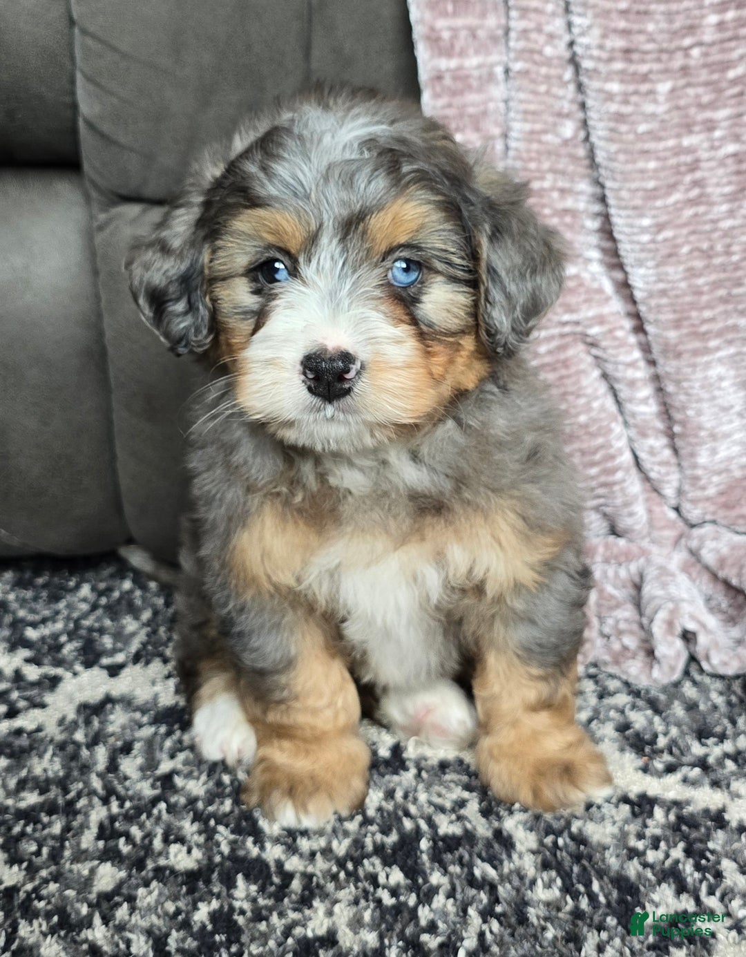 Mini Bernedoodle dogs for sale: Mini Watts - Ad 30