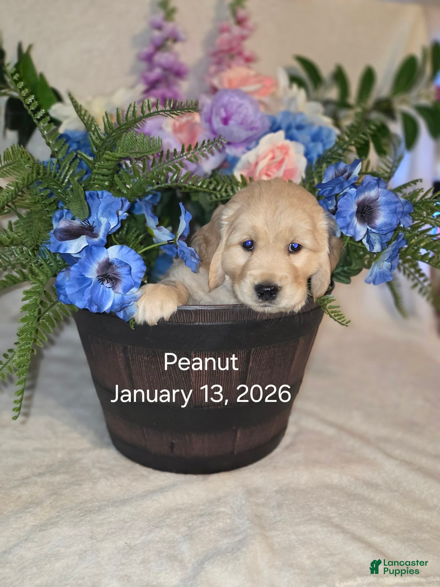 Golden Retriever dogs peanut - Ad 1