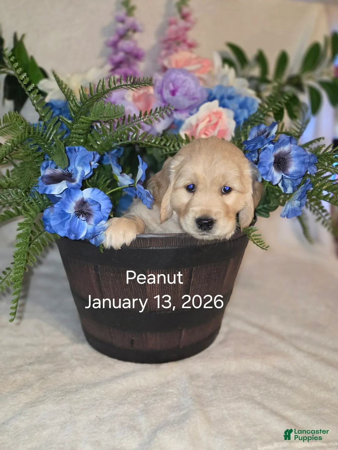 Golden Retriever dogs for sale: peanut - Ad 1