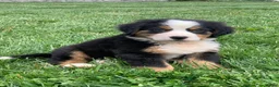 Bernese Mountain Dog dogs for sale: Comanche  - Ad 4