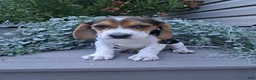 Beagle dogs for sale: BONNIE - Ad 3