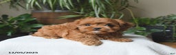 Cavapoo dogs for sale: Lucky - Ad 2