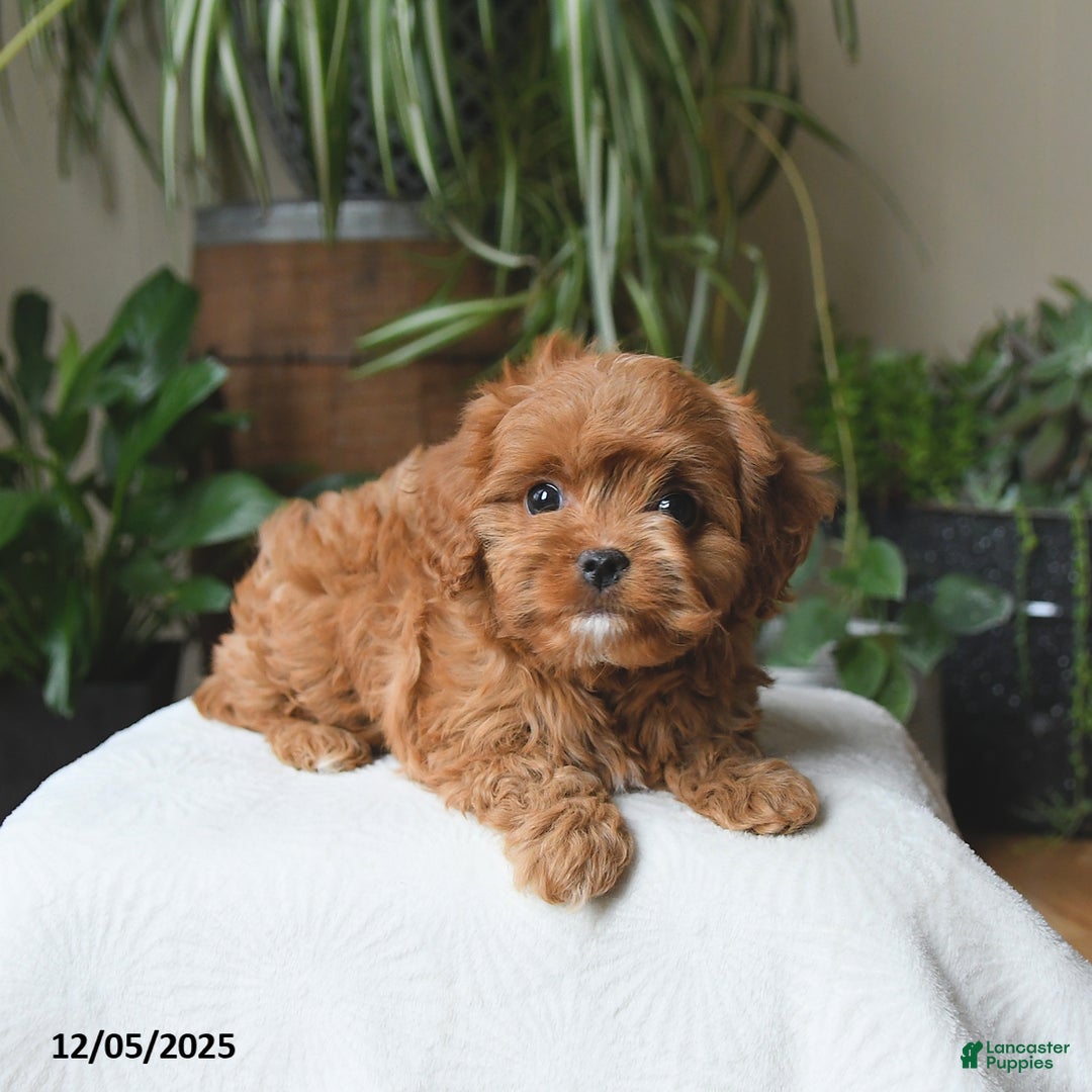 Cavapoo dogs for sale: Lucky - Ad 2