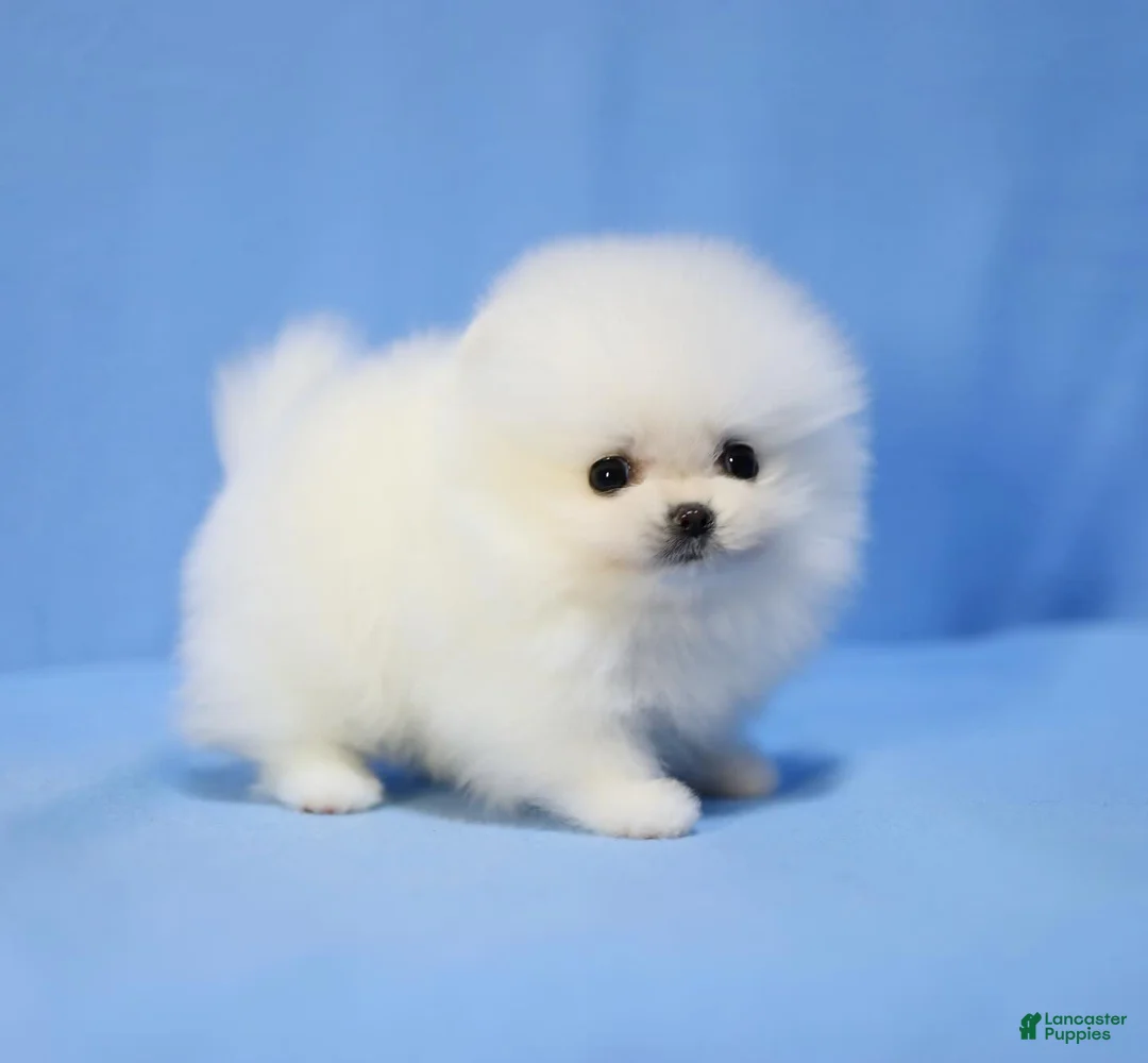 Pomeranian dogs for sale: Terry - Ad 2