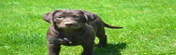 Labrador Retriever dogs for sale: Londa - Ad 6