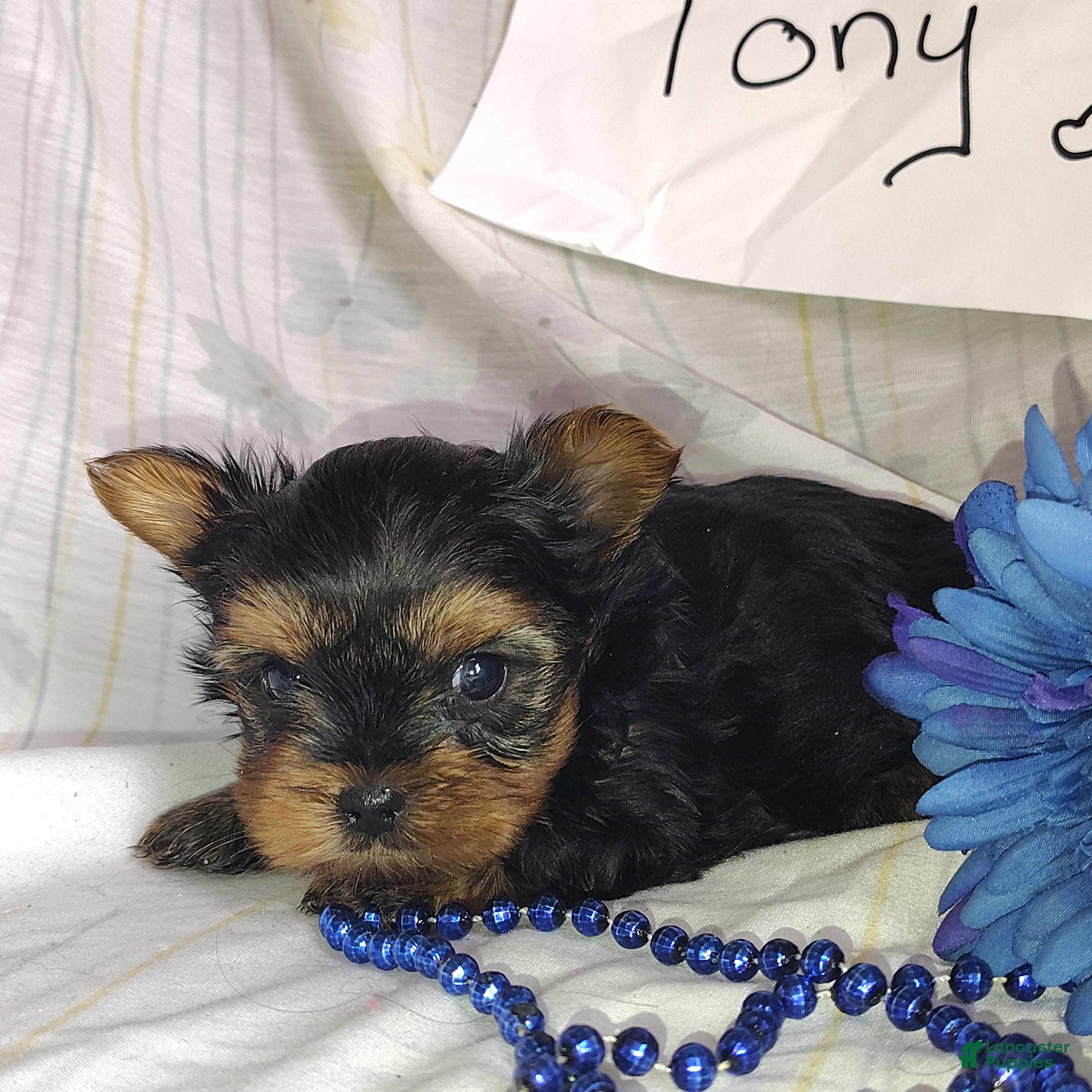 Yorkshire Terrier dogs Tony - Ad 2