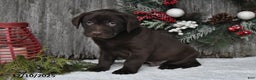 Labrador Retriever dogs for sale: Oliver - Ad 4