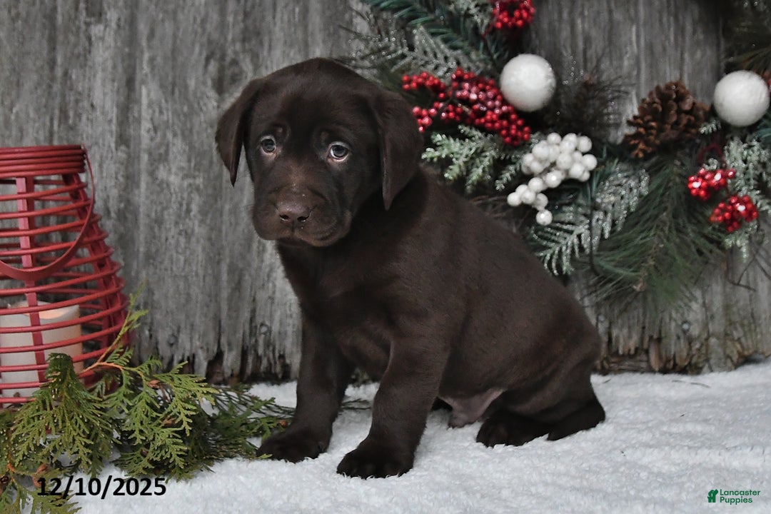 Labrador Retriever dogs for sale: Oliver - Ad 4